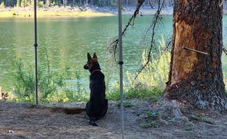 Renee A.'s photo of camping with pets at Lower Bucks Campground near Quincy, CA