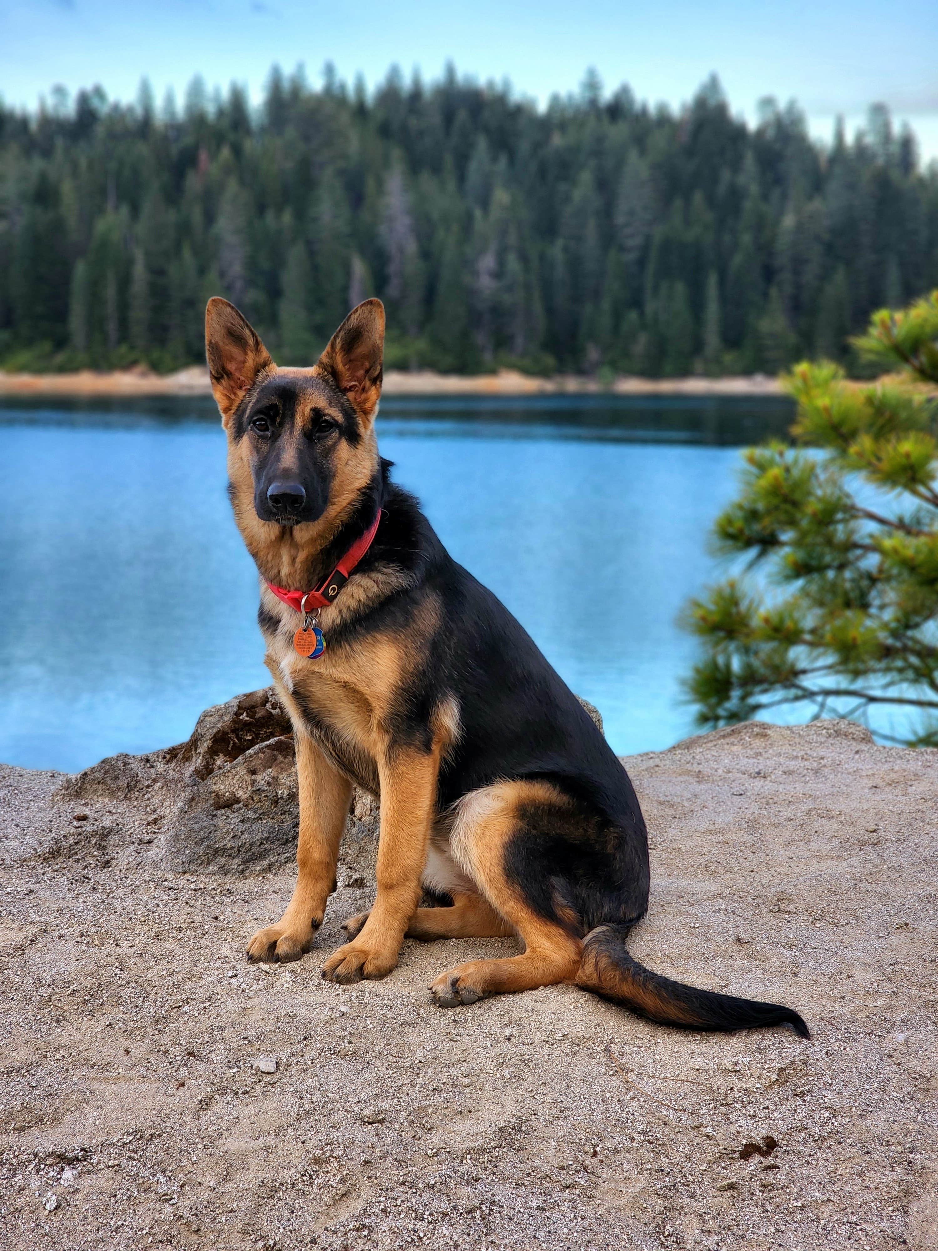 Renee A.'s photo of camping with pets at Sly Creek Campground near Meadow Valley, CA