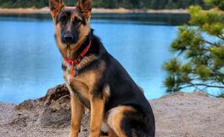 Renee A.'s photo of camping with pets at Sly Creek Campground near Quincy, CA