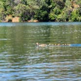 Review photo of Loafer Creek Horse & Group Camps — Lake Oroville State Recreation Area by Renee A., June 27, 2023