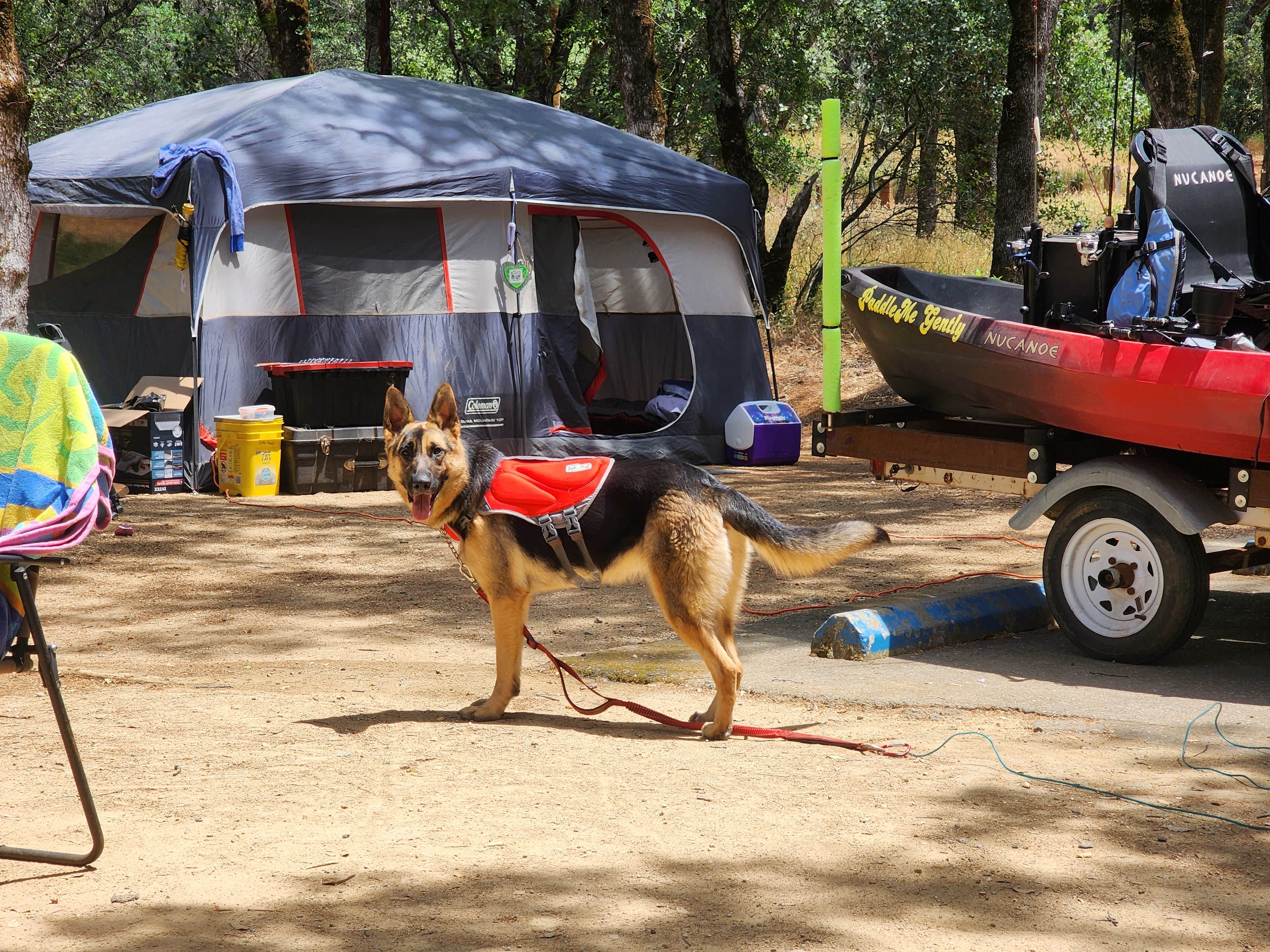 Renee A.'s photo of camping with pets at Bidwell Canyon Campground — Lake Oroville State Recreation Area near Chico, CA