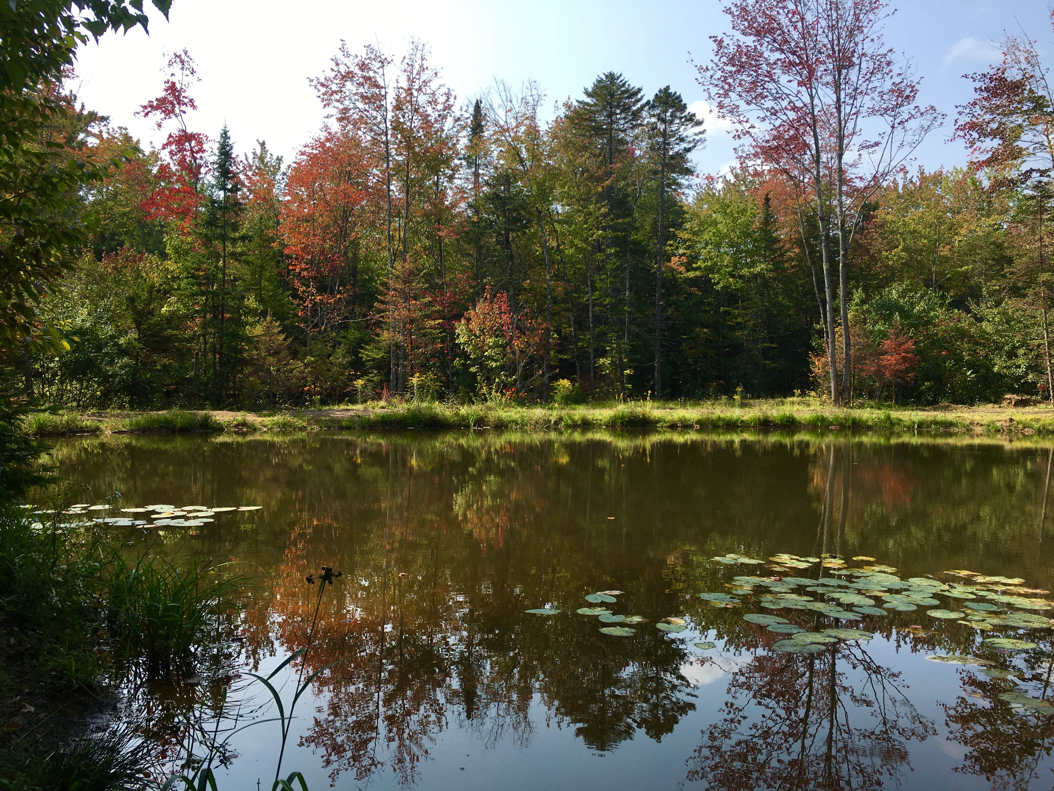 Camper submitted image from Lazy Frog Campground - 3