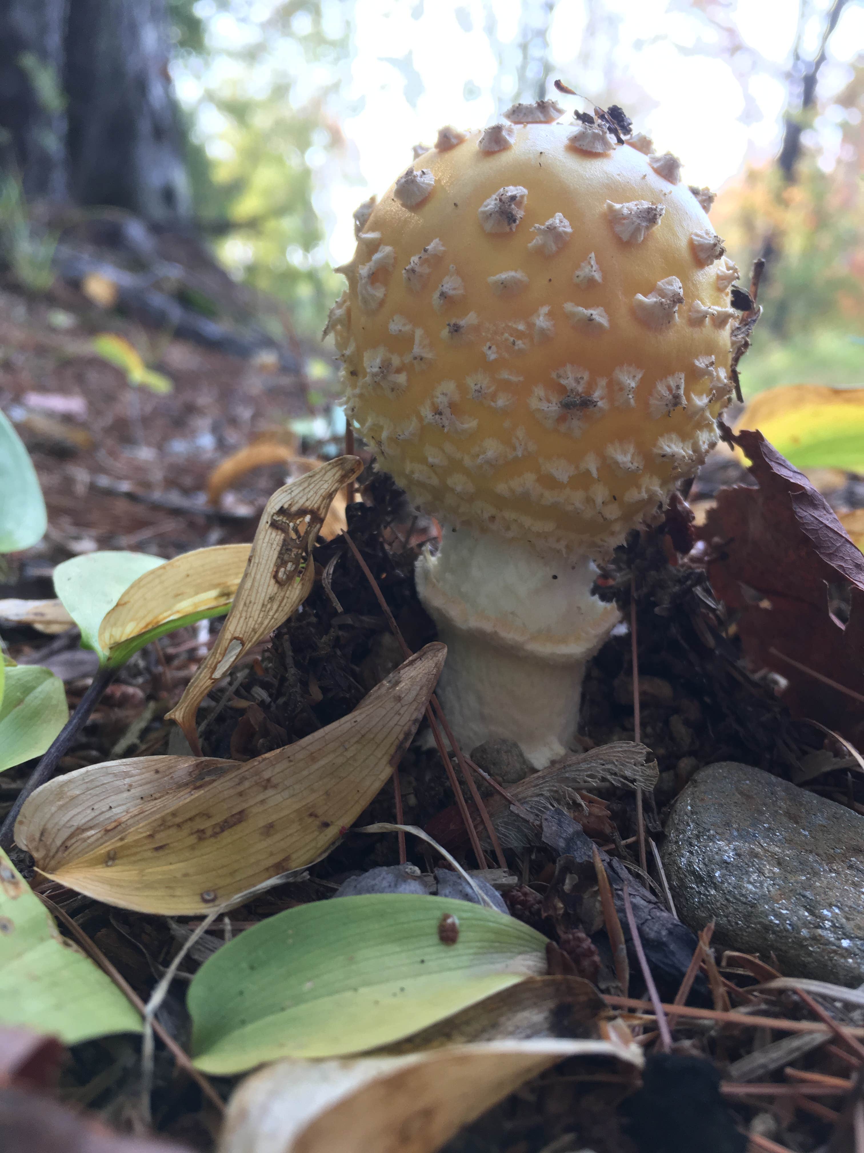 Camper-submitted photo at Lazy Frog Campground near Rochester, NH