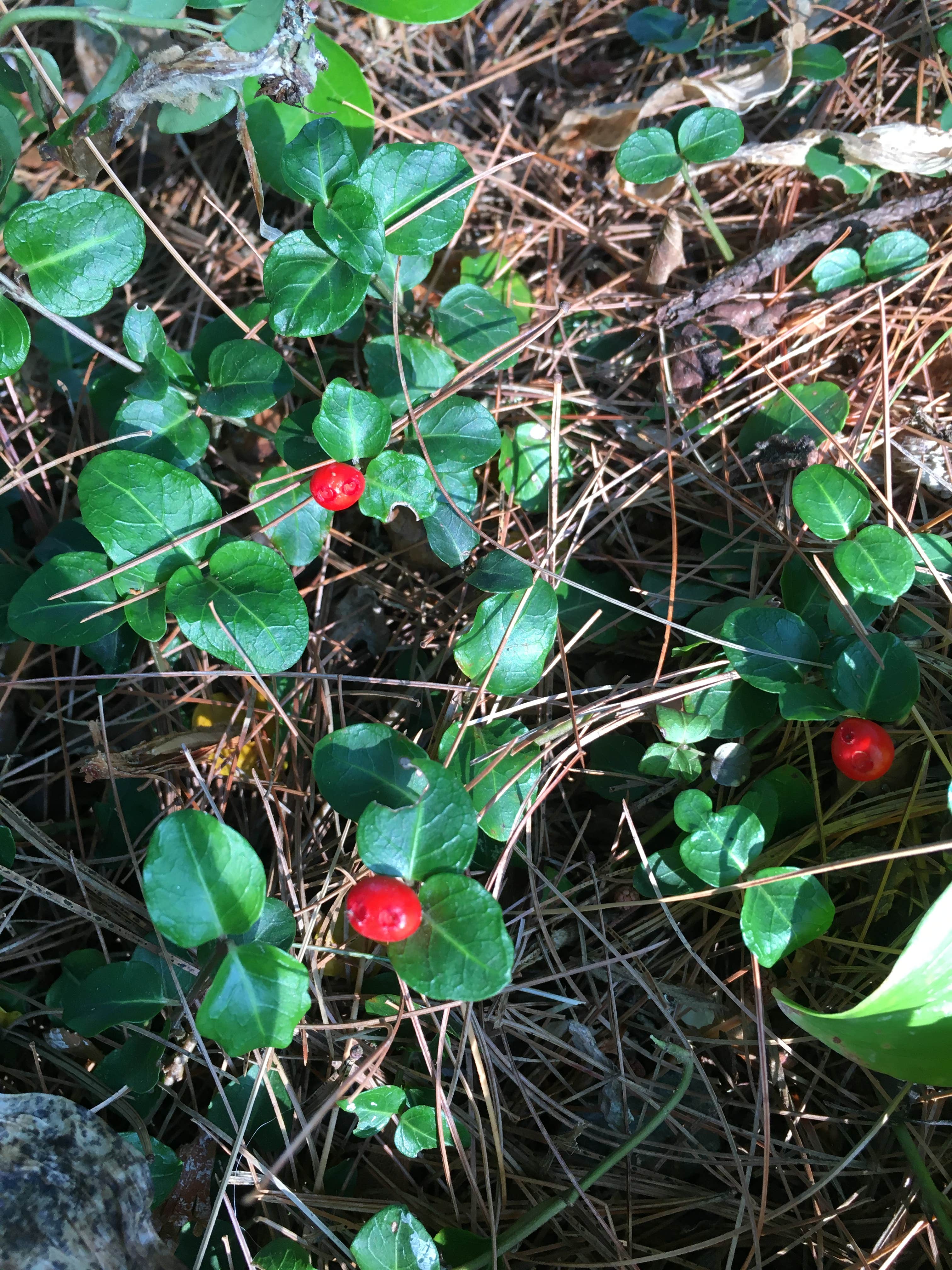 Camper-submitted photo at Lazy Frog Campground near Rochester, NH