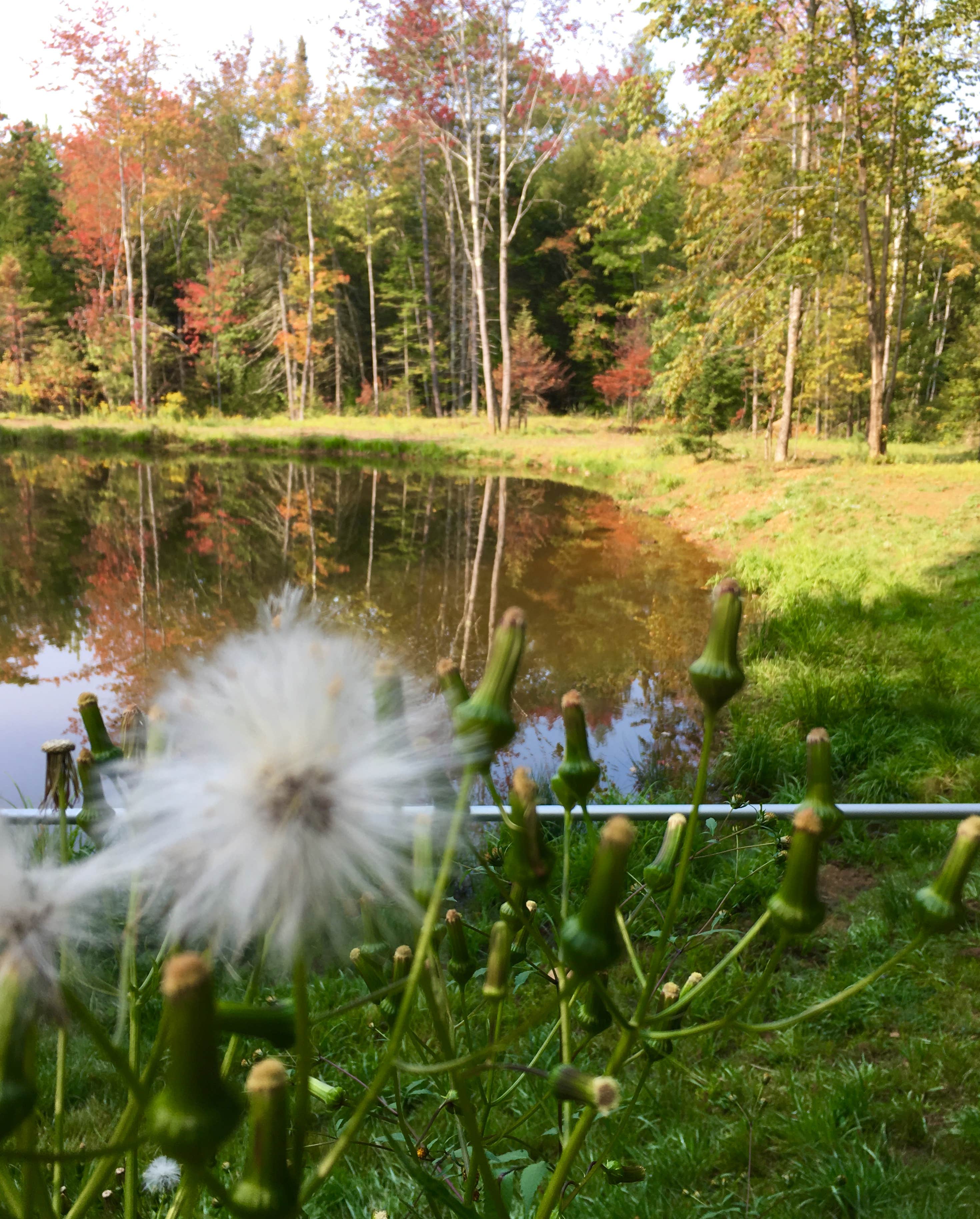 Camper-submitted photo at Lazy Frog Campground near Rochester, NH