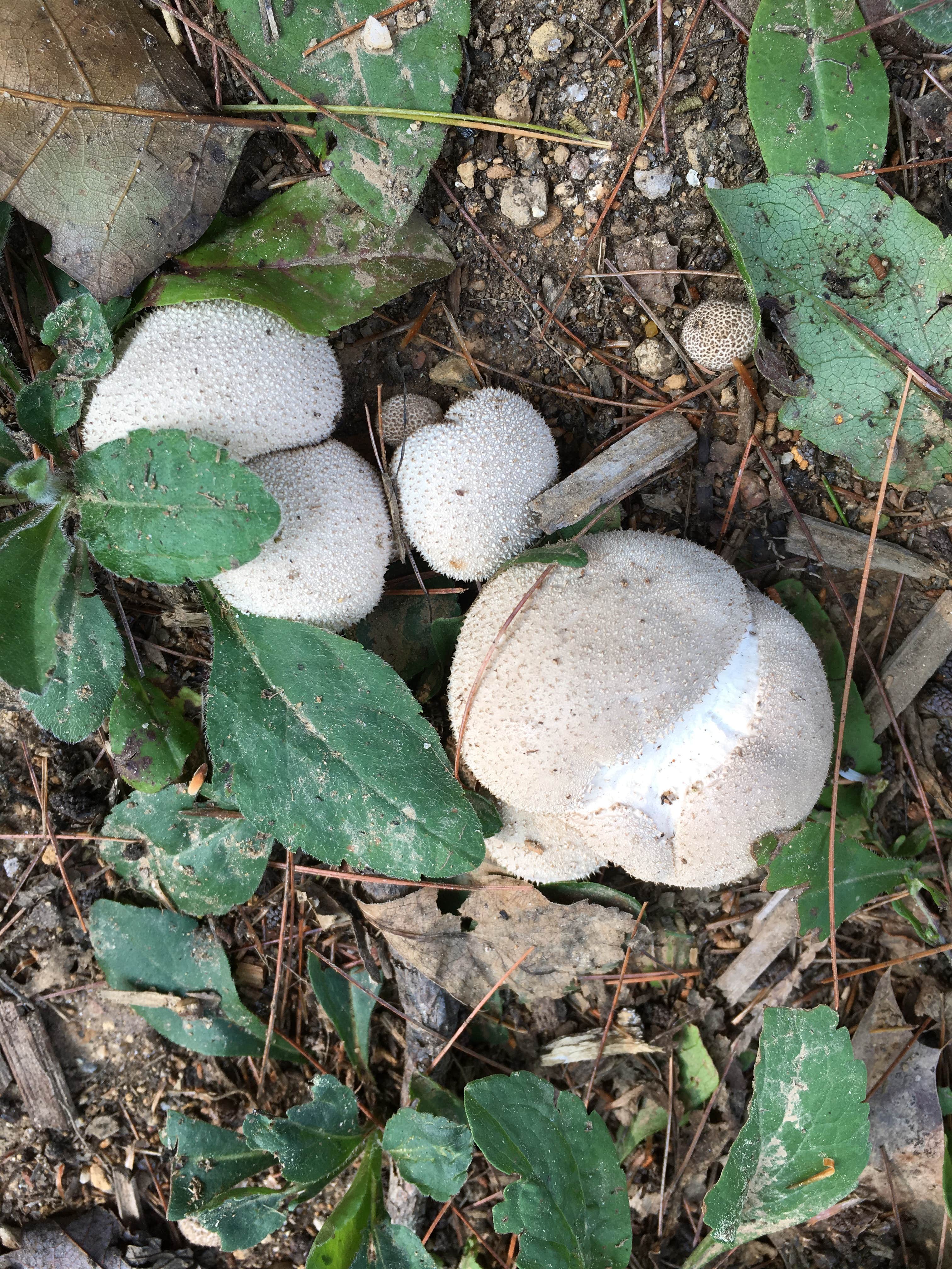 Camper-submitted photo at Lazy Frog Campground near Rochester, NH
