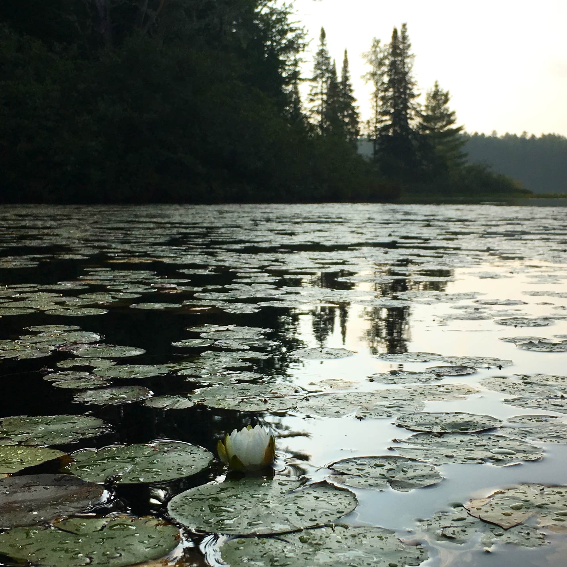 Jones Pond Campground Camping | The Dyrt