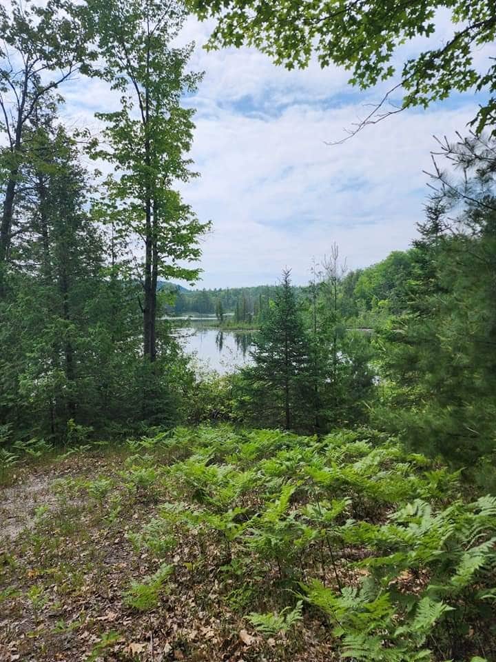 Camper-submitted photo at Twin Lakes State Forest Campground near Onaway, MI