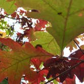 Review photo of Andy Guest/Shenandoah River State Park Campground by Ricki F., October 19, 2018