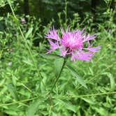 Review photo of Andy Guest/Shenandoah River State Park Campground by Ricki F., October 19, 2018