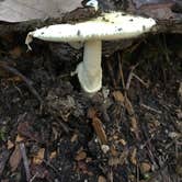 Review photo of Andy Guest/Shenandoah River State Park Campground by Ricki F., October 19, 2018