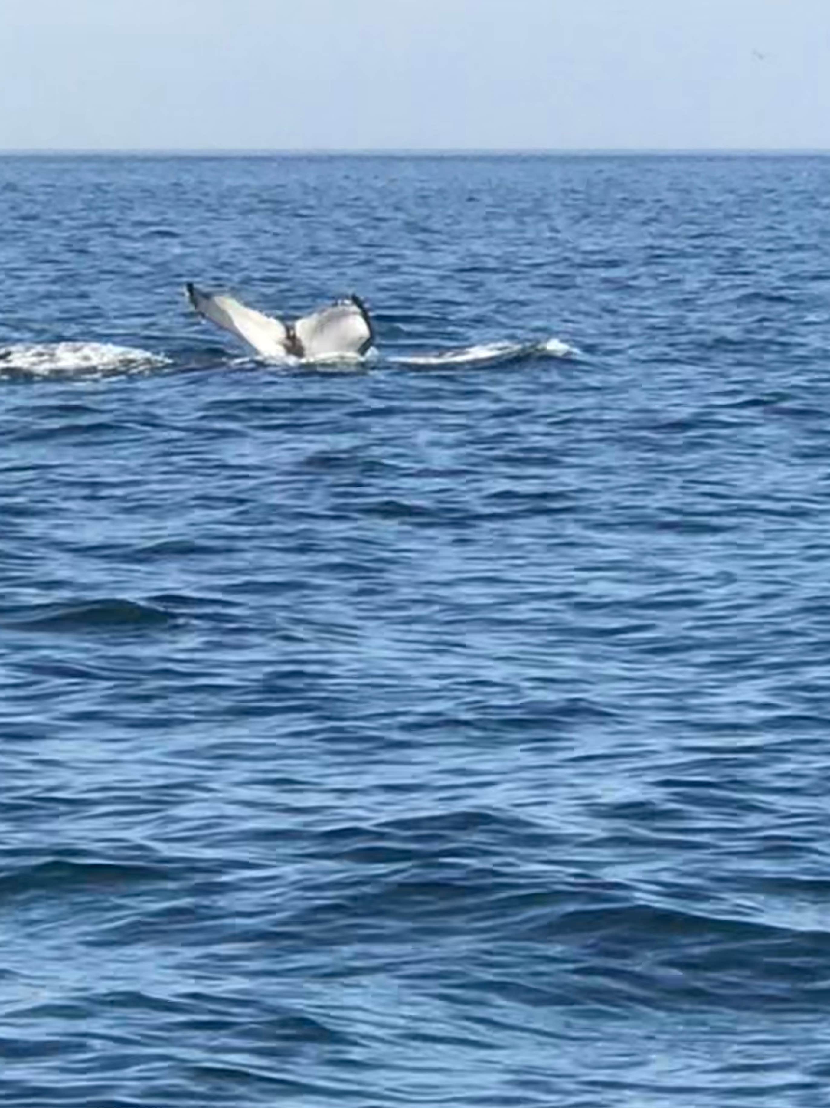 Camper-submitted photo at Moss Landing KOA Express near Paicines, CA