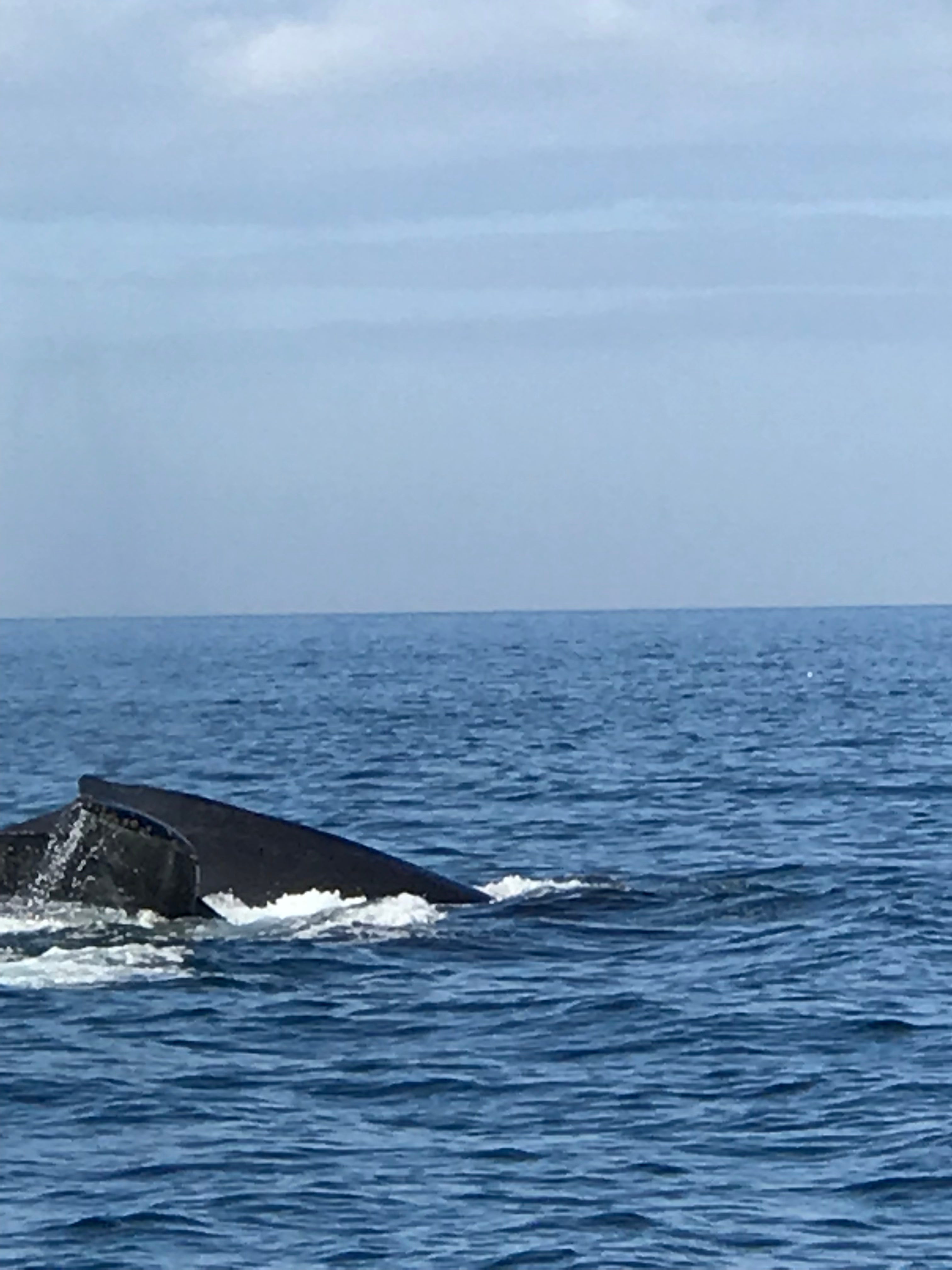 Whale watching Moss Landing 
