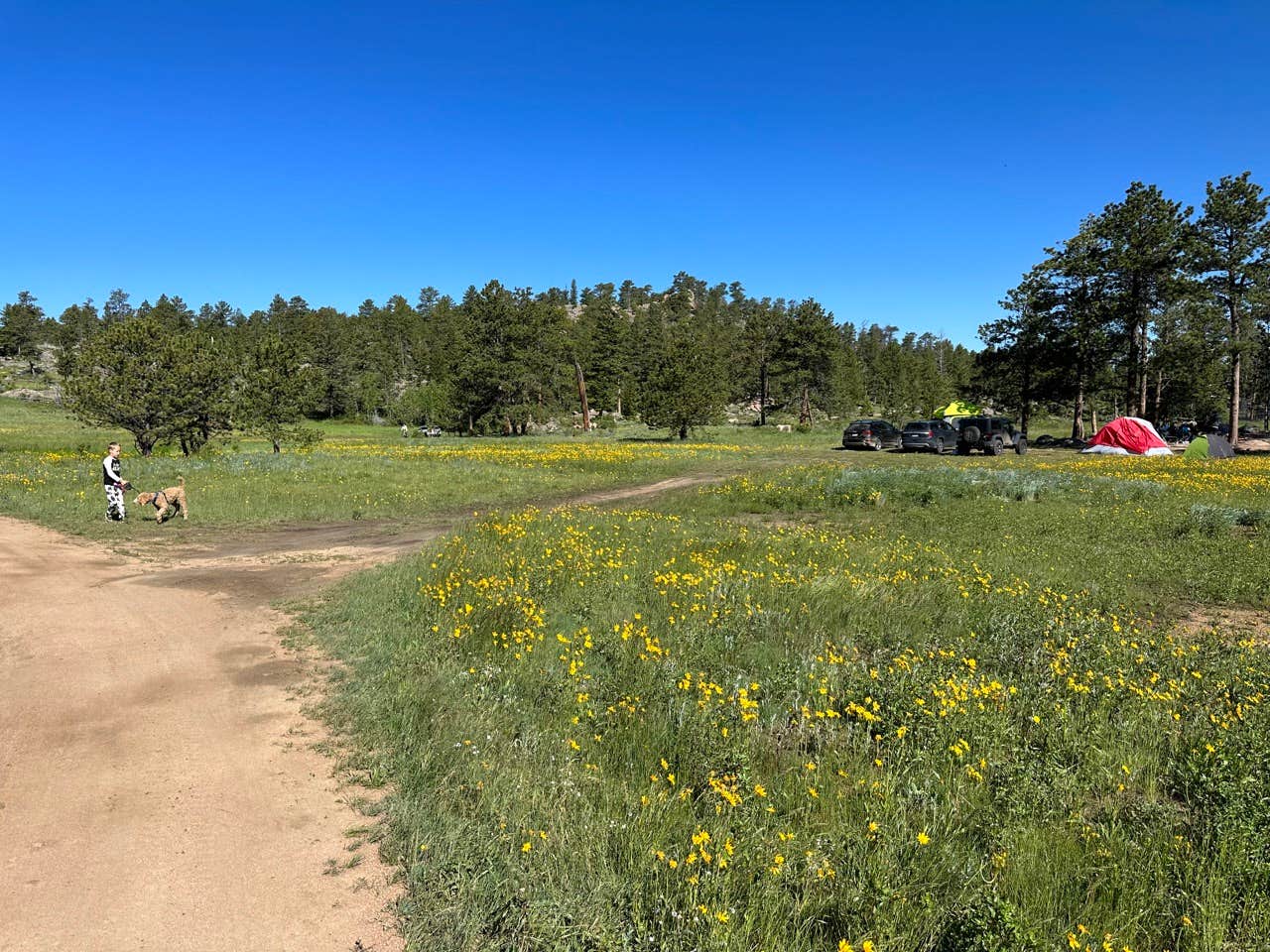 Kevin W.'s photo of camping with pets at Lost Lake Dispersed near Livermore, CO
