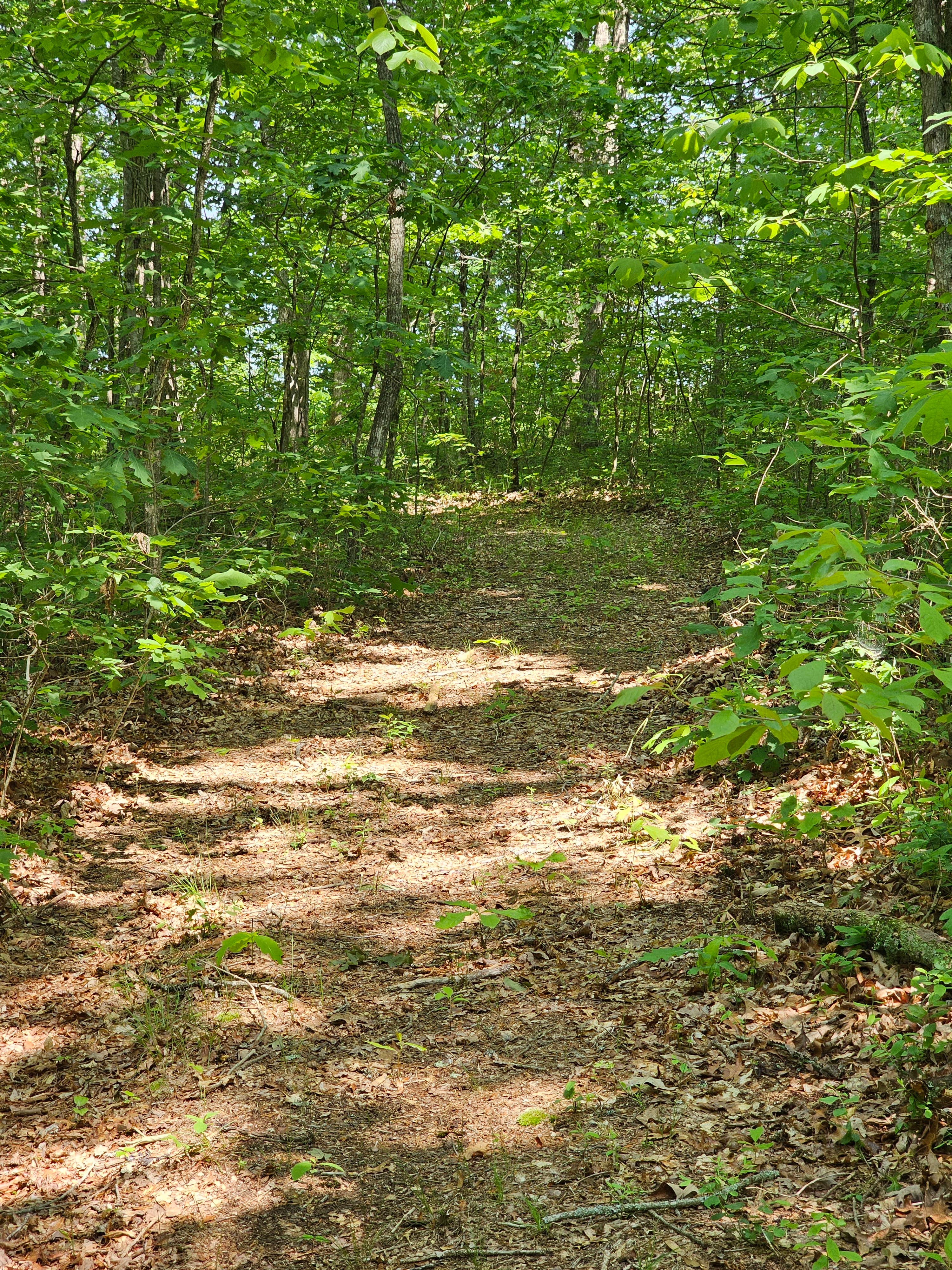 Reflection Tree Art Farm