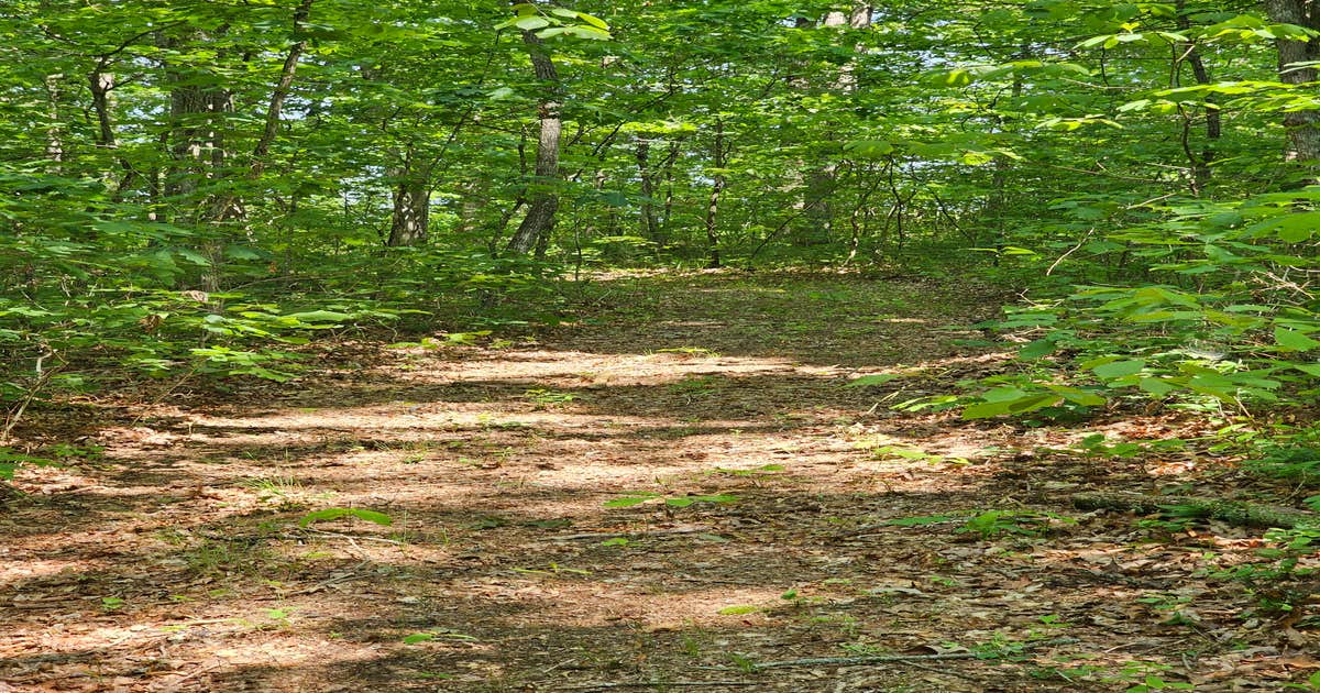 Reflection Tree Art Farm Camping Allardt, TN