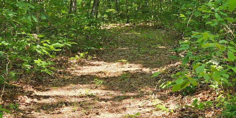 Camper submitted image from Reflection Tree Art Farm