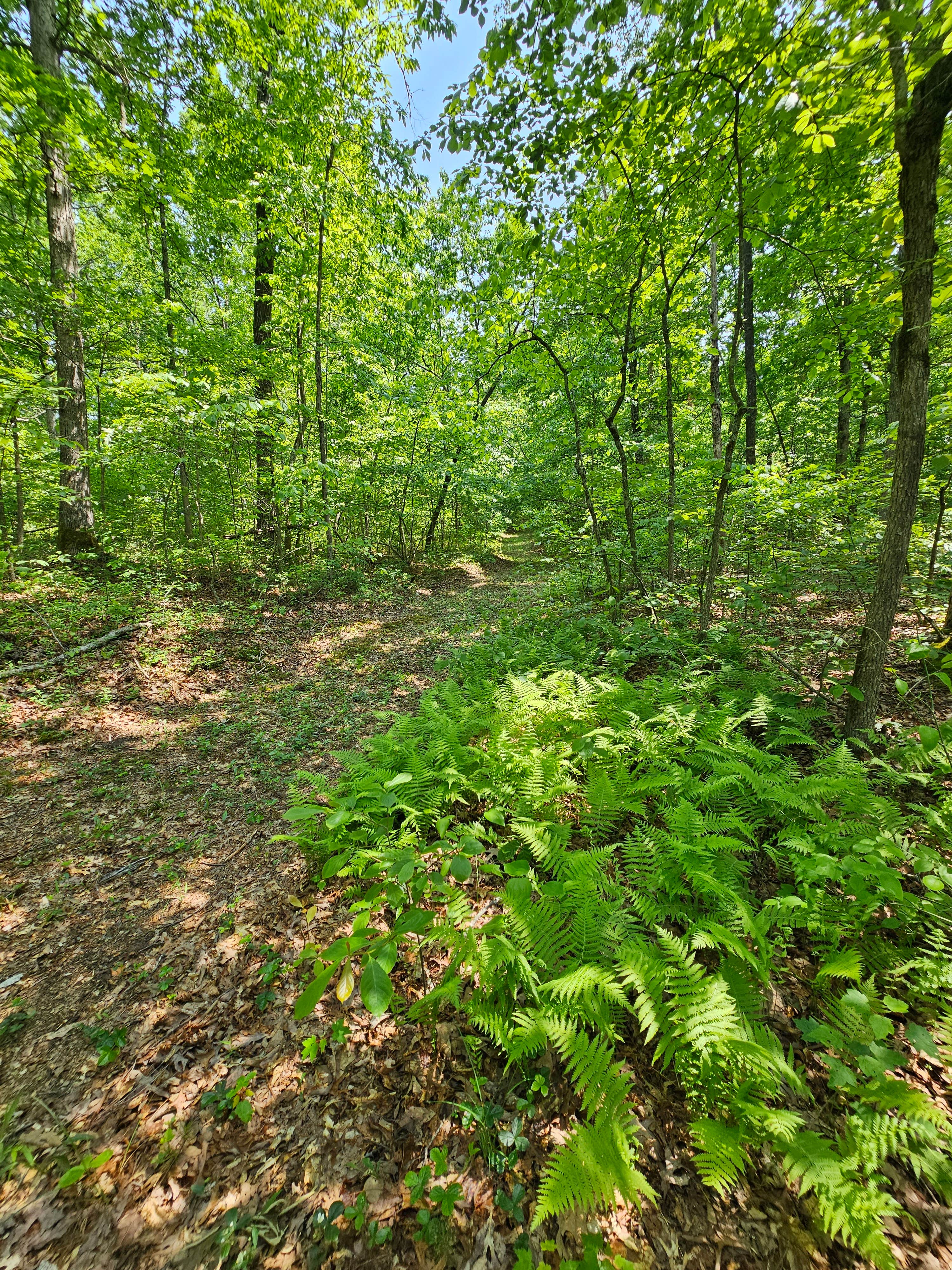 Camper-submitted photo at Reflection Tree Art Farm near Rockwood, TN