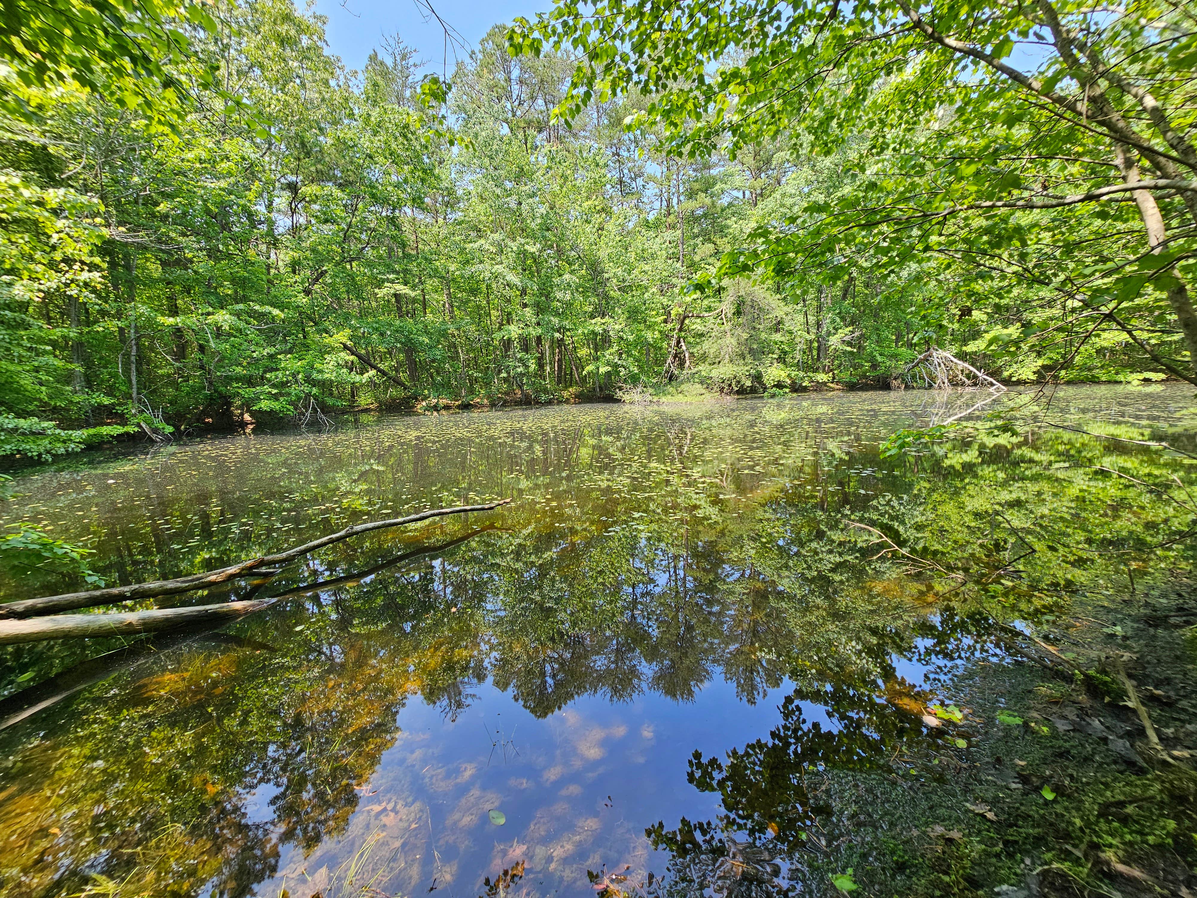 Camper-submitted photo at Reflection Tree Art Farm near Rockwood, TN