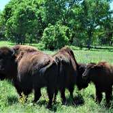 Review photo of The Point Campground — Chickasaw National Recreation Area by Bob N., June 27, 2023