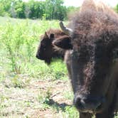 Review photo of The Point Campground — Chickasaw National Recreation Area by Bob N., June 27, 2023