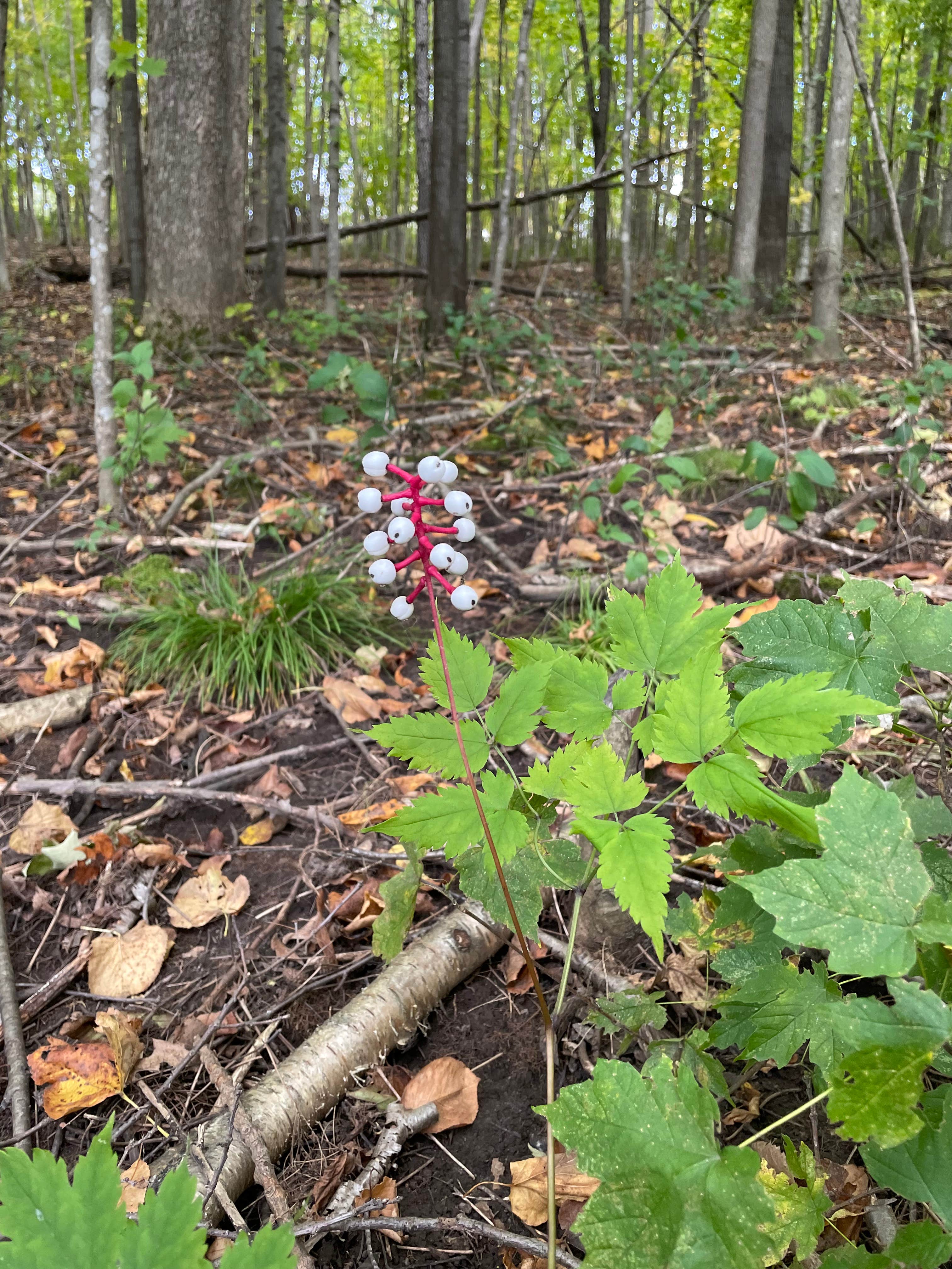 Camper submitted image from Glen Hills Park Campground - 2