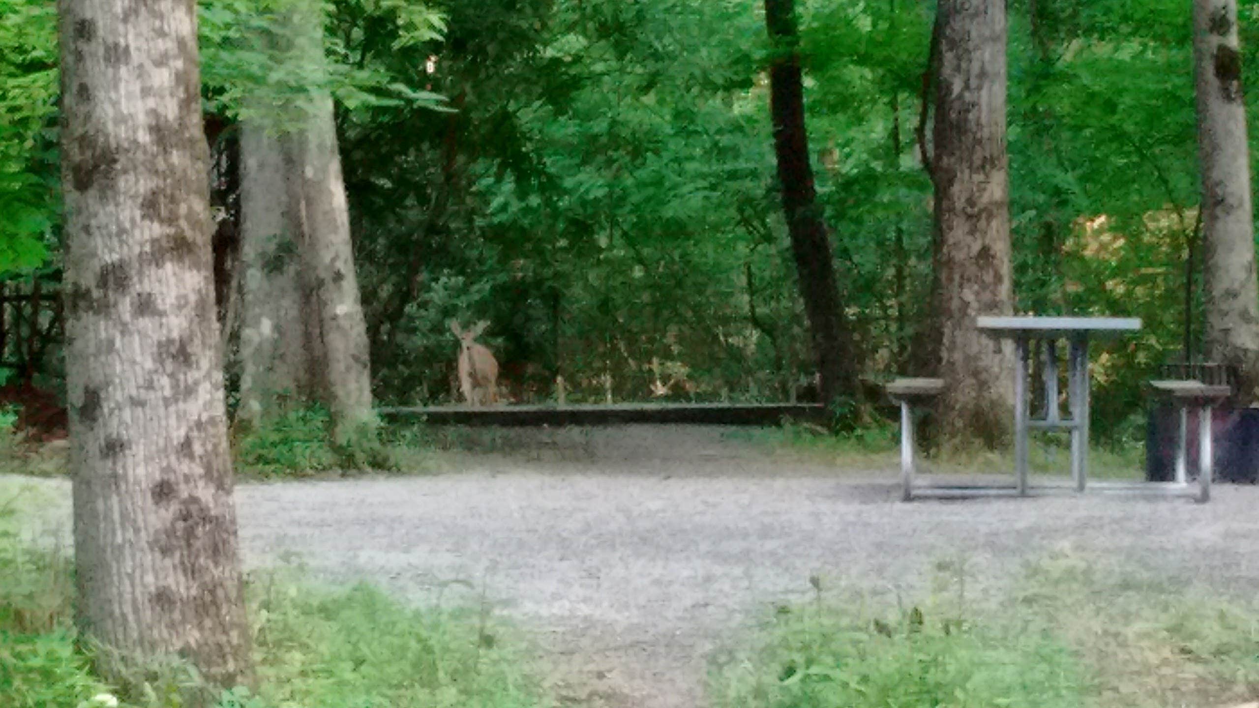 Camper submitted image from Stuart NF Campground - 2