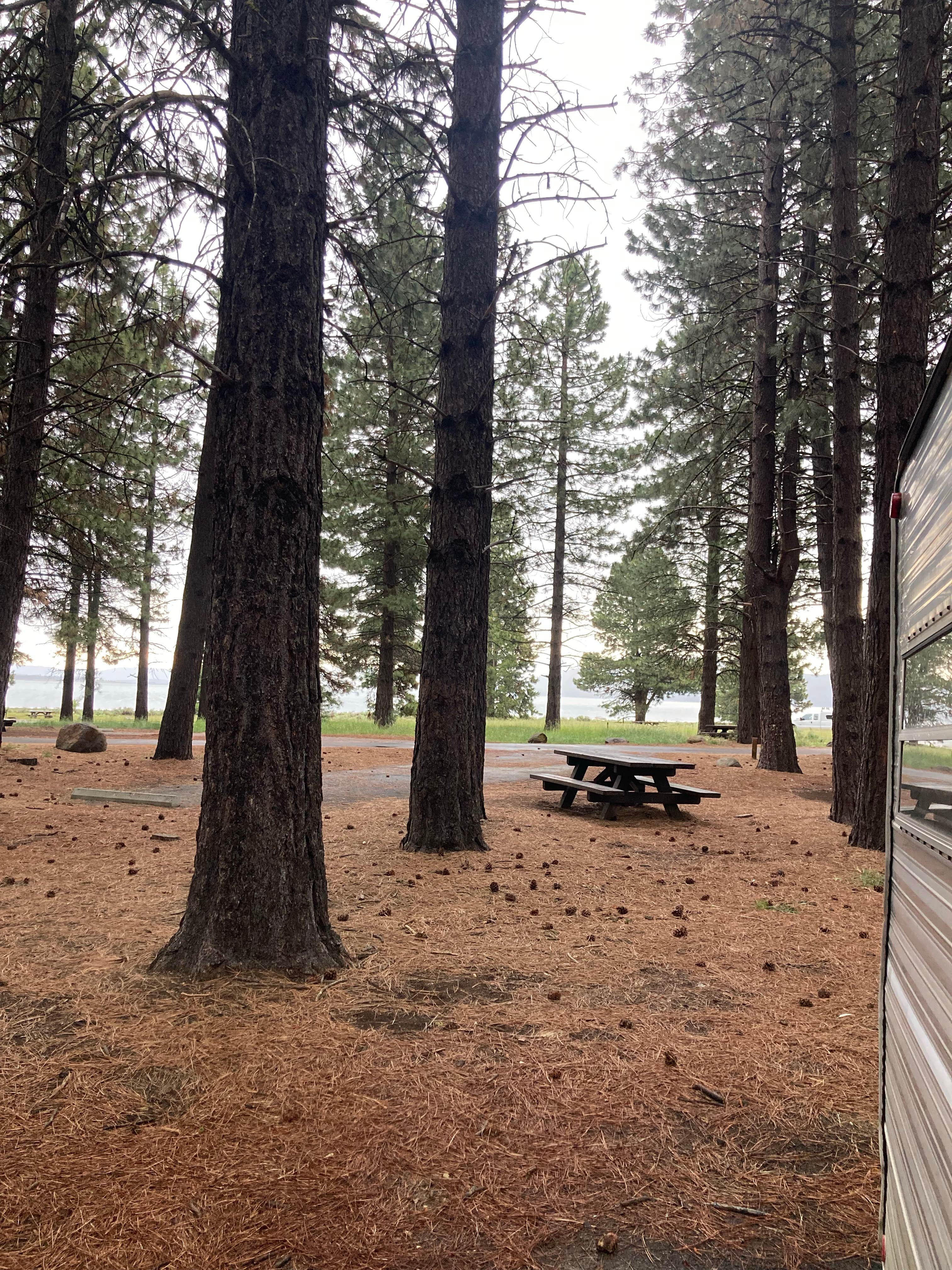 Tracy D.'s photo of camping with pets at Lassen National Forest Merrill Campground near Greenville, CA