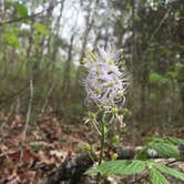 Review photo of Berryman Trail & Campgrounds - Mark Twain National Forest by Patti M., October 19, 2018