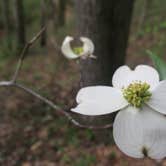 Review photo of Berryman Trail & Campgrounds - Mark Twain National Forest by Patti M., October 19, 2018