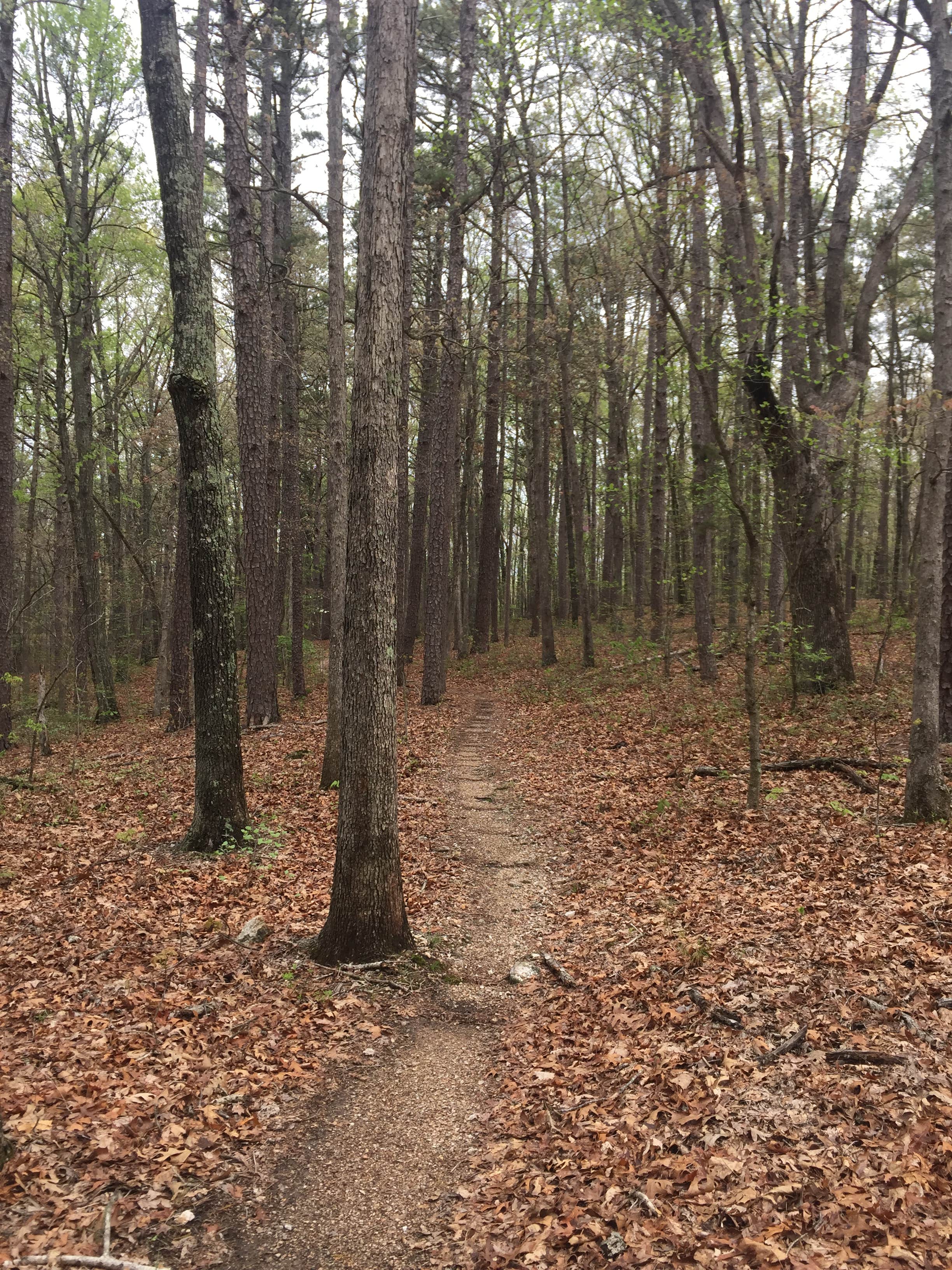 Camper-submitted photo at Berryman Trail & Campgrounds - Mark Twain National Forest near Imperial, MO