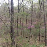 Review photo of Berryman Trail & Campgrounds - Mark Twain National Forest by Patti M., October 19, 2018