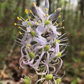 Review photo of Berryman Trail & Campgrounds - Mark Twain National Forest by Patti M., October 19, 2018