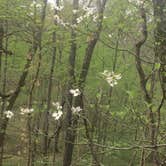 Review photo of Berryman Trail & Campgrounds - Mark Twain National Forest by Patti M., October 19, 2018