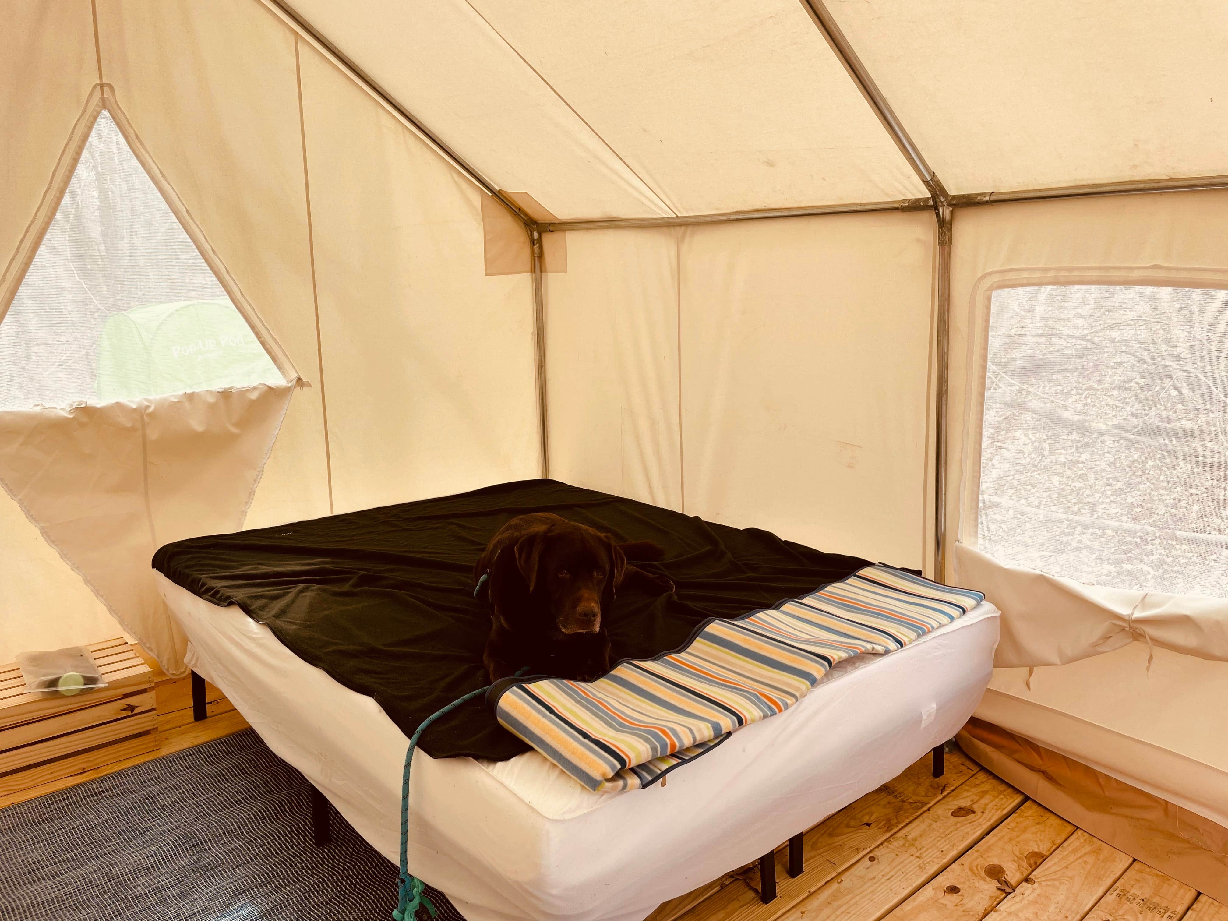 The Dyrt's photo of camping with pets at Tentrr Signature Site - Crestview Campsite Three near Etowah, TN