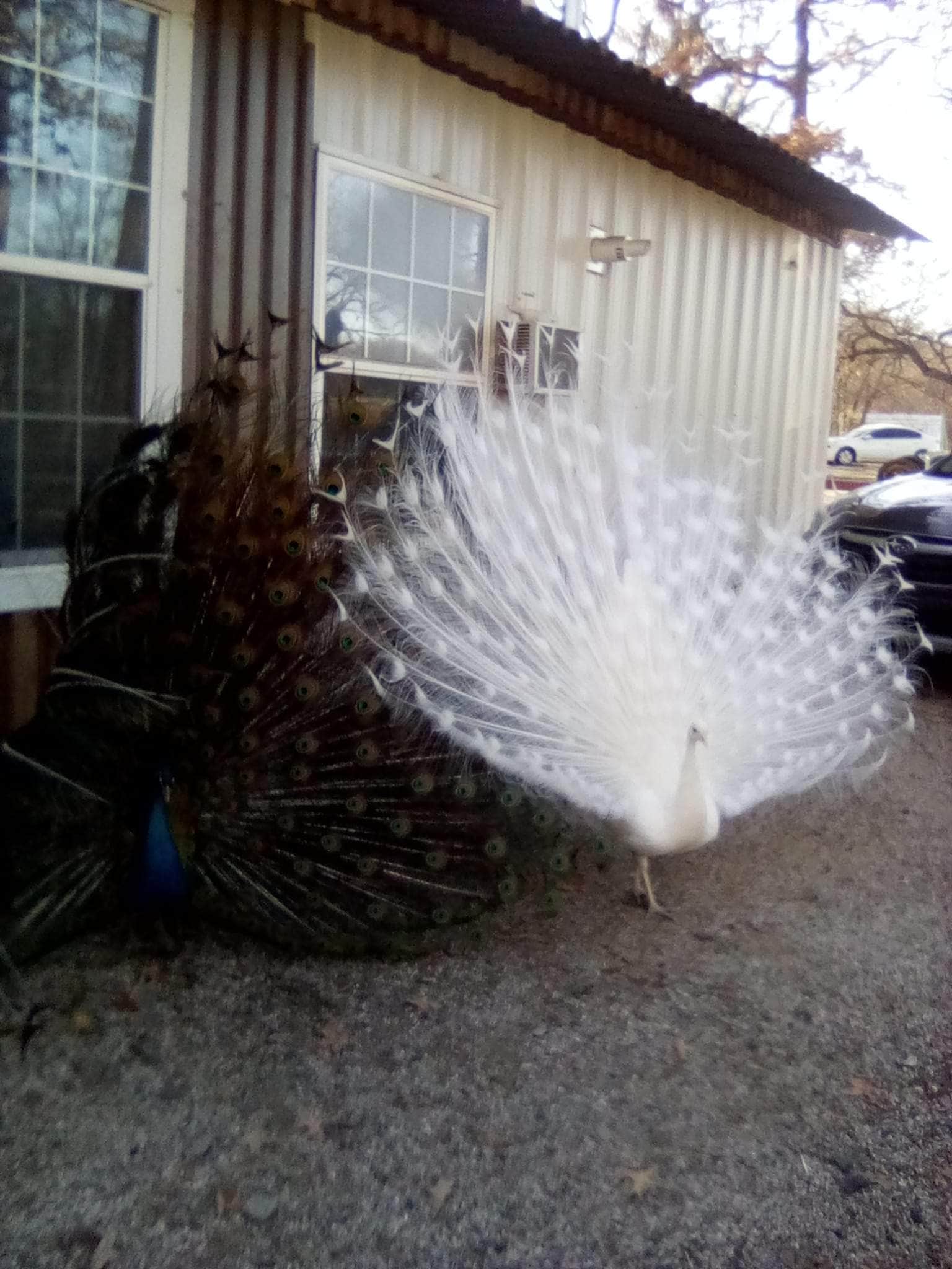 Camper-submitted photo at Mana Farm Davis near Davis, OK