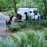 Review photo of Hoh Campground — Olympic National Park by Dominic J., June 28, 2023