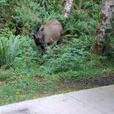 Review photo of Hoh Campground — Olympic National Park by Dominic J., June 28, 2023