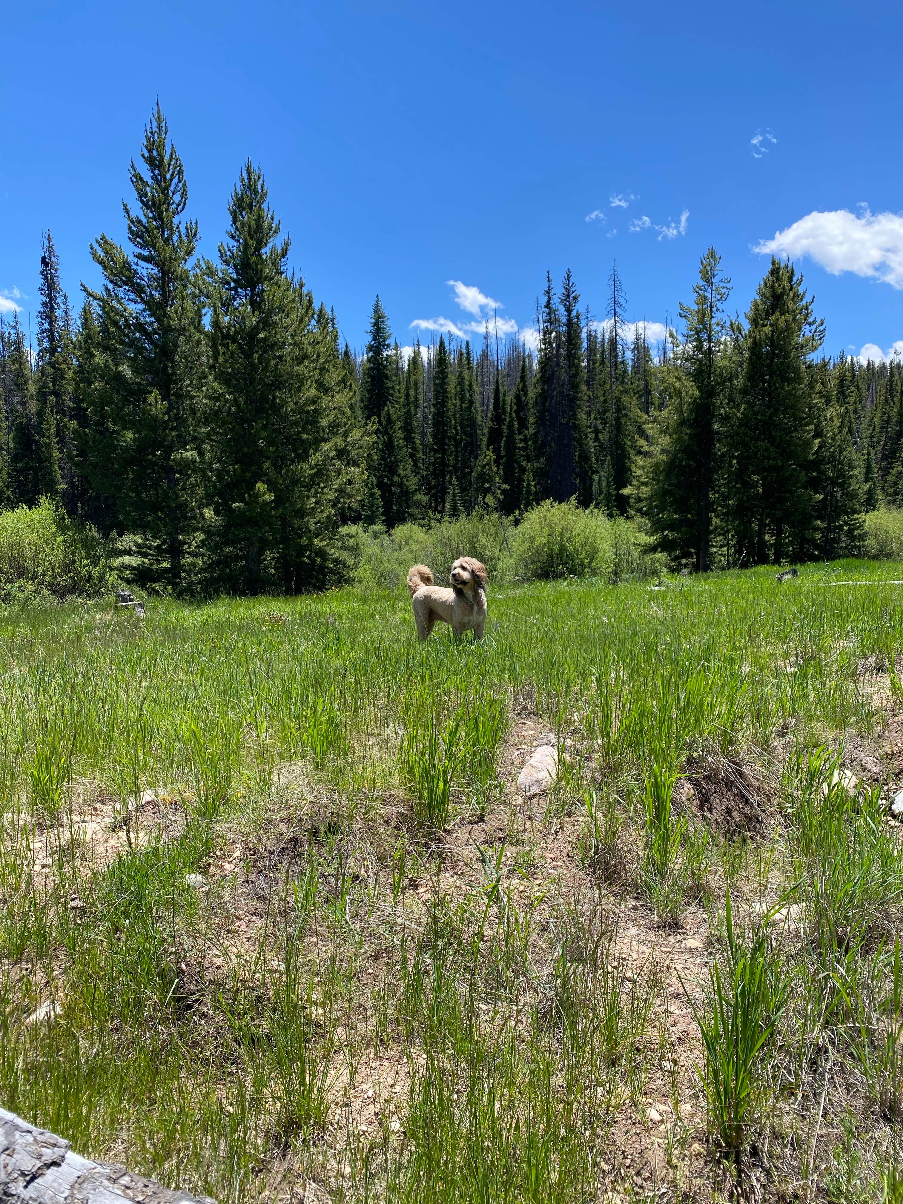 Sarah L.'s photo of camping with pets at Rock Creek Designated Dispersed Camping near Silverthorne, CO
