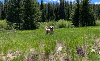 Sarah L.'s photo of camping with pets at Rock Creek Designated Dispersed Camping near Vail, CO