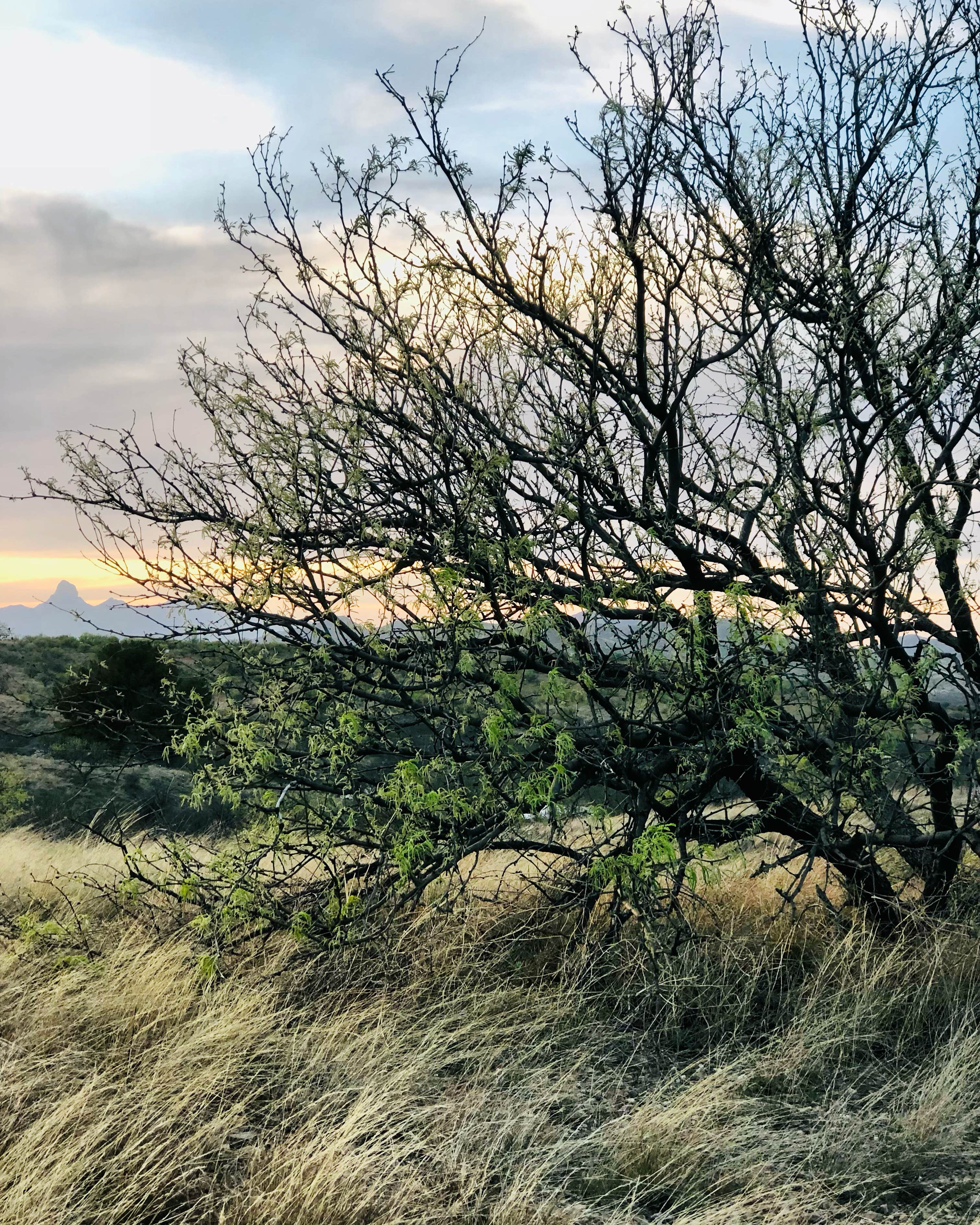 Camper-submitted photo at Exception Ranch near Arivaca, AZ