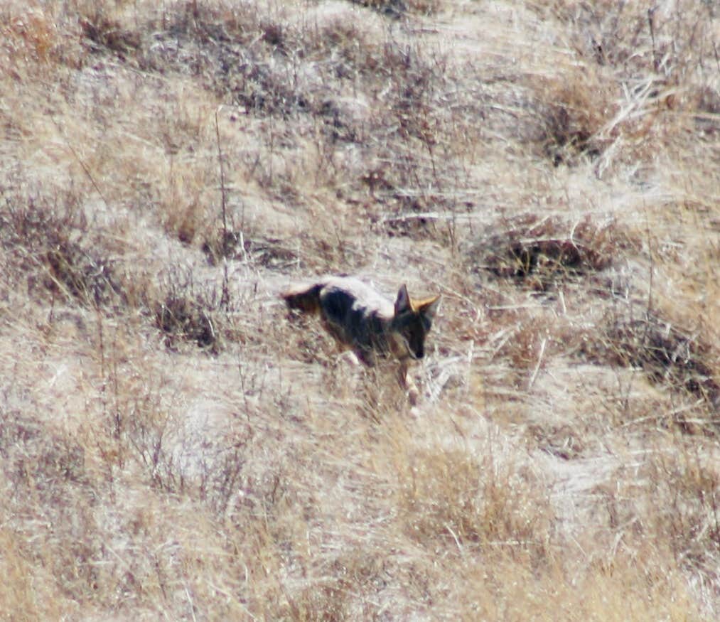 Claudia W.'s photo of camping with pets at Exception Ranch near Arivaca, AZ