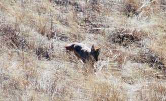 Claudia W.'s photo of camping with pets at Exception Ranch near Arivaca, AZ