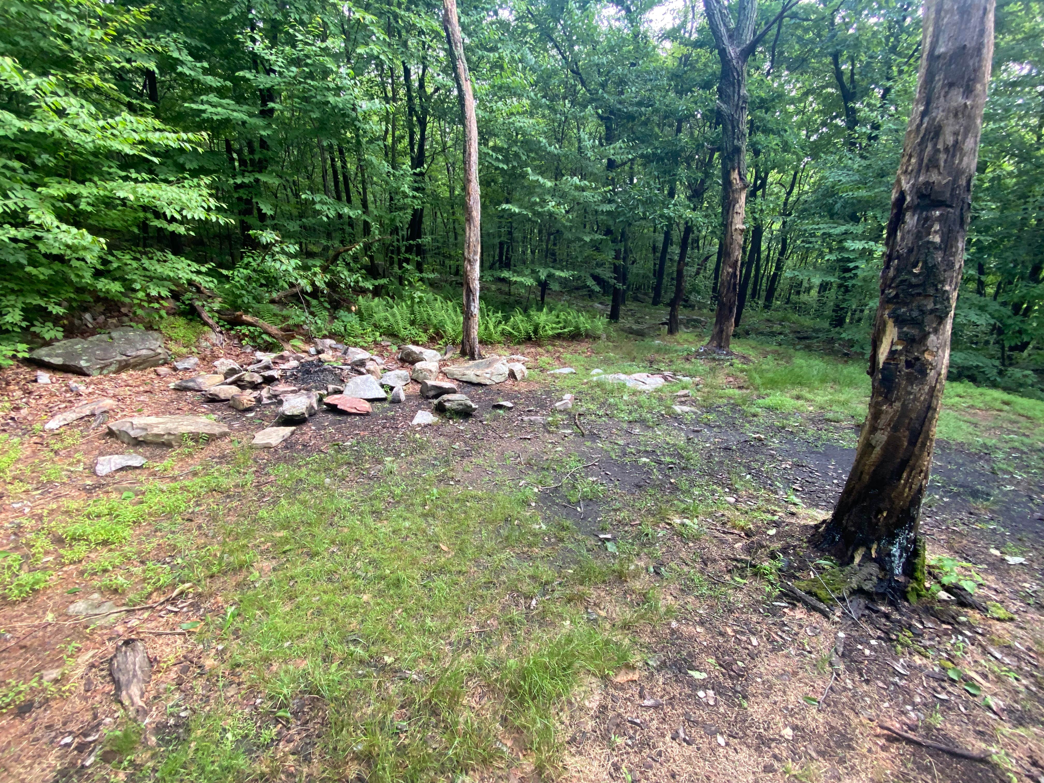 Camper submitted image from Lehigh Gap Woodpecker Trailhead Primitive Campground - 4