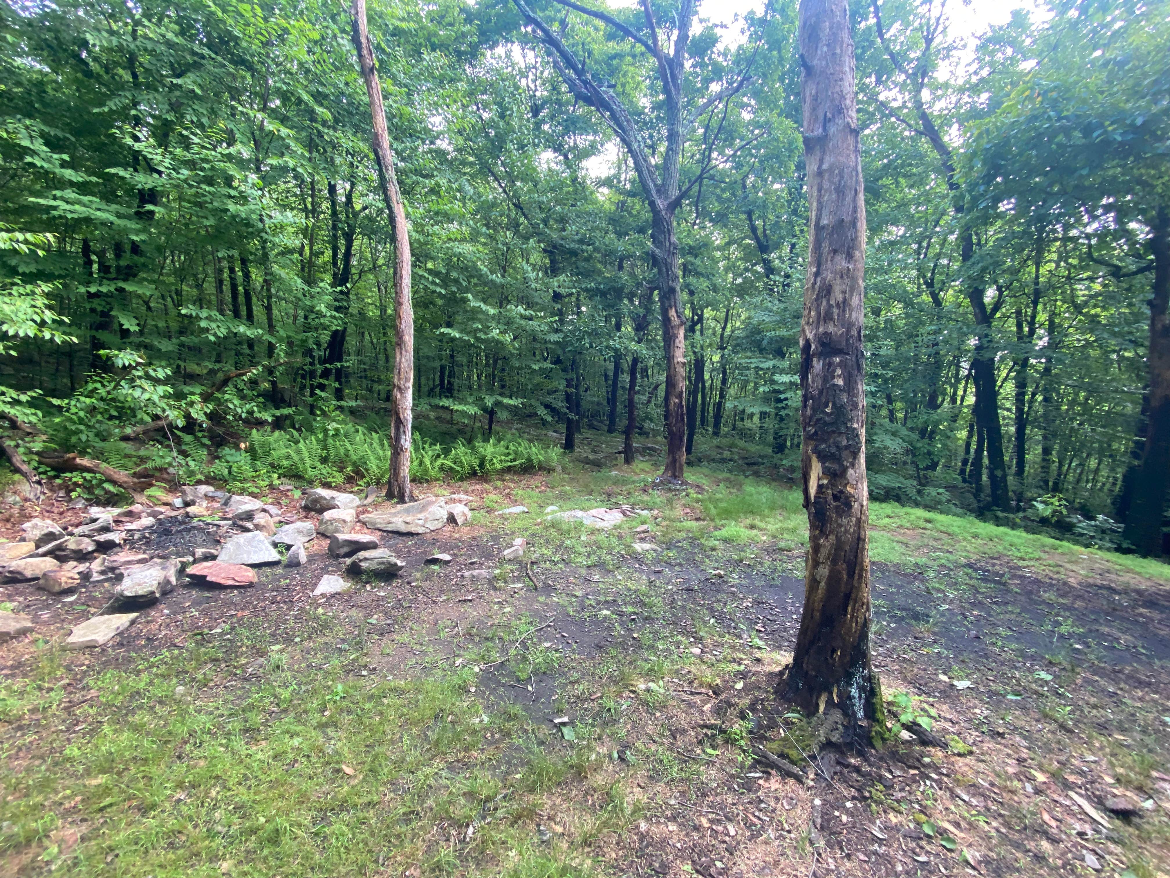 Camper submitted image from Lehigh Gap Woodpecker Trailhead Primitive Campground - 3