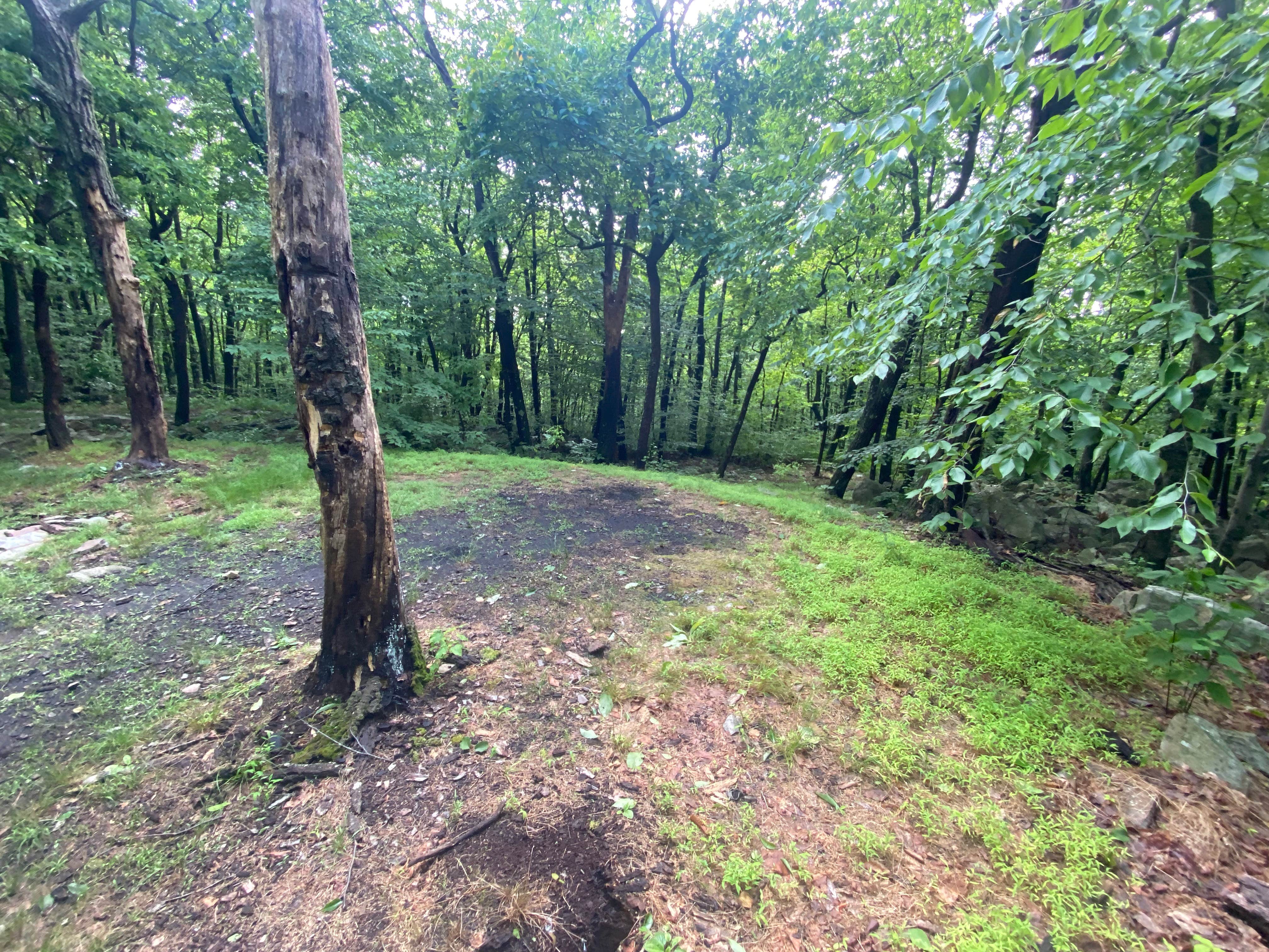 Camper submitted image from Lehigh Gap Woodpecker Trailhead Primitive Campground - 2