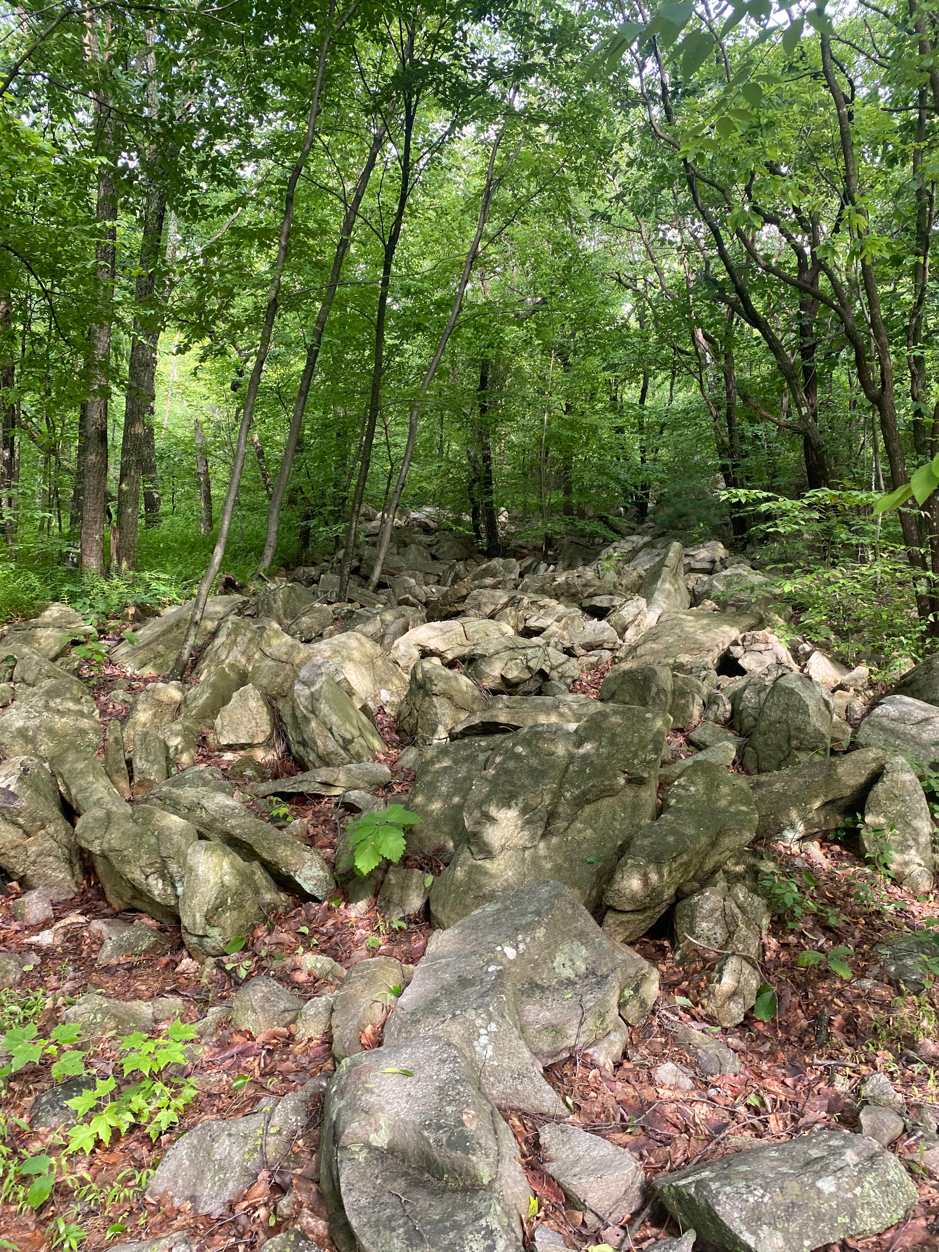 Camper submitted image from Lehigh Gap Woodpecker Trailhead Primitive Campground - 5