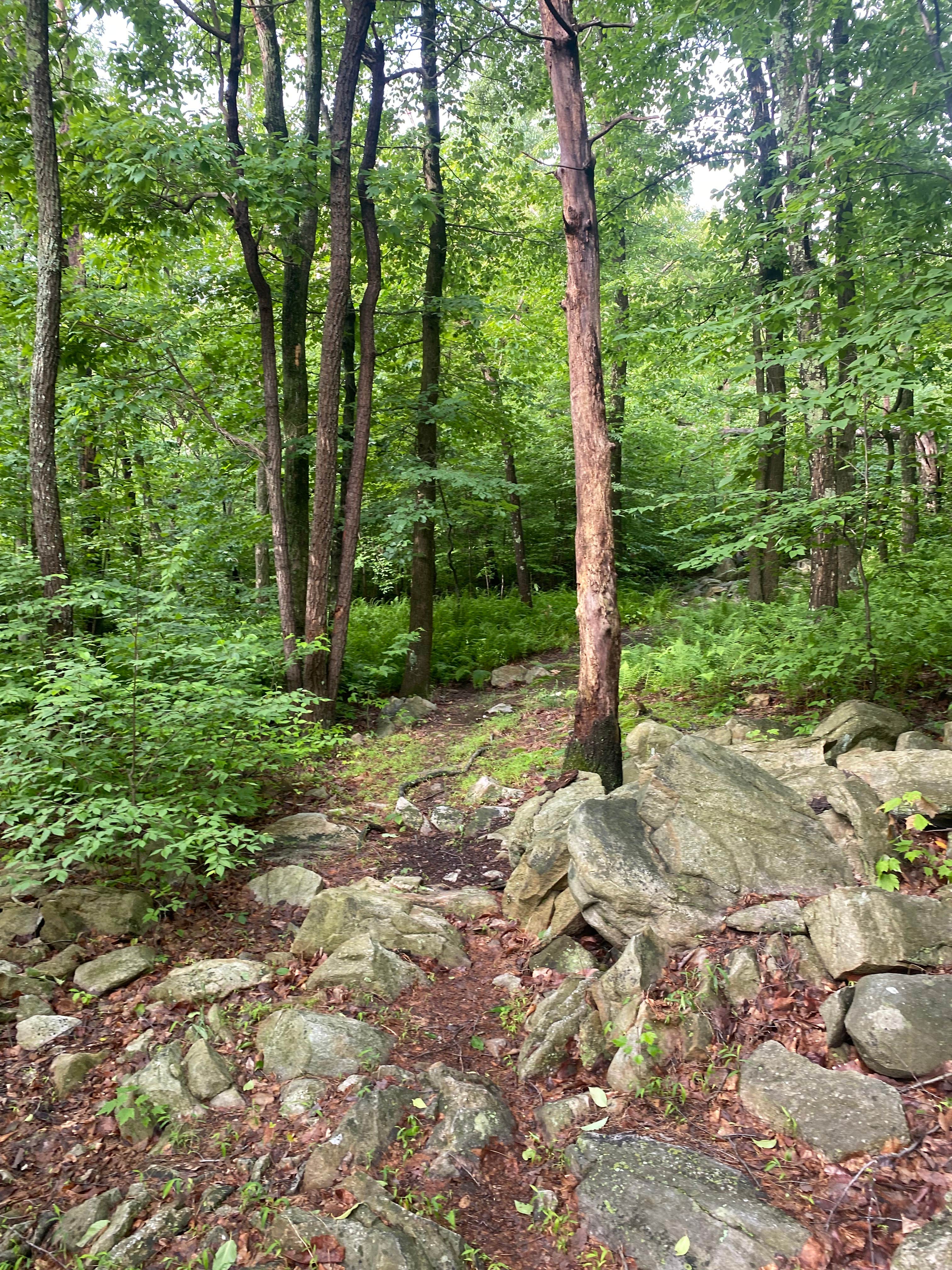 Camper-submitted photo at Lehigh Gap Woodpecker Trailhead Primitive Campground near Fogelsville, PA