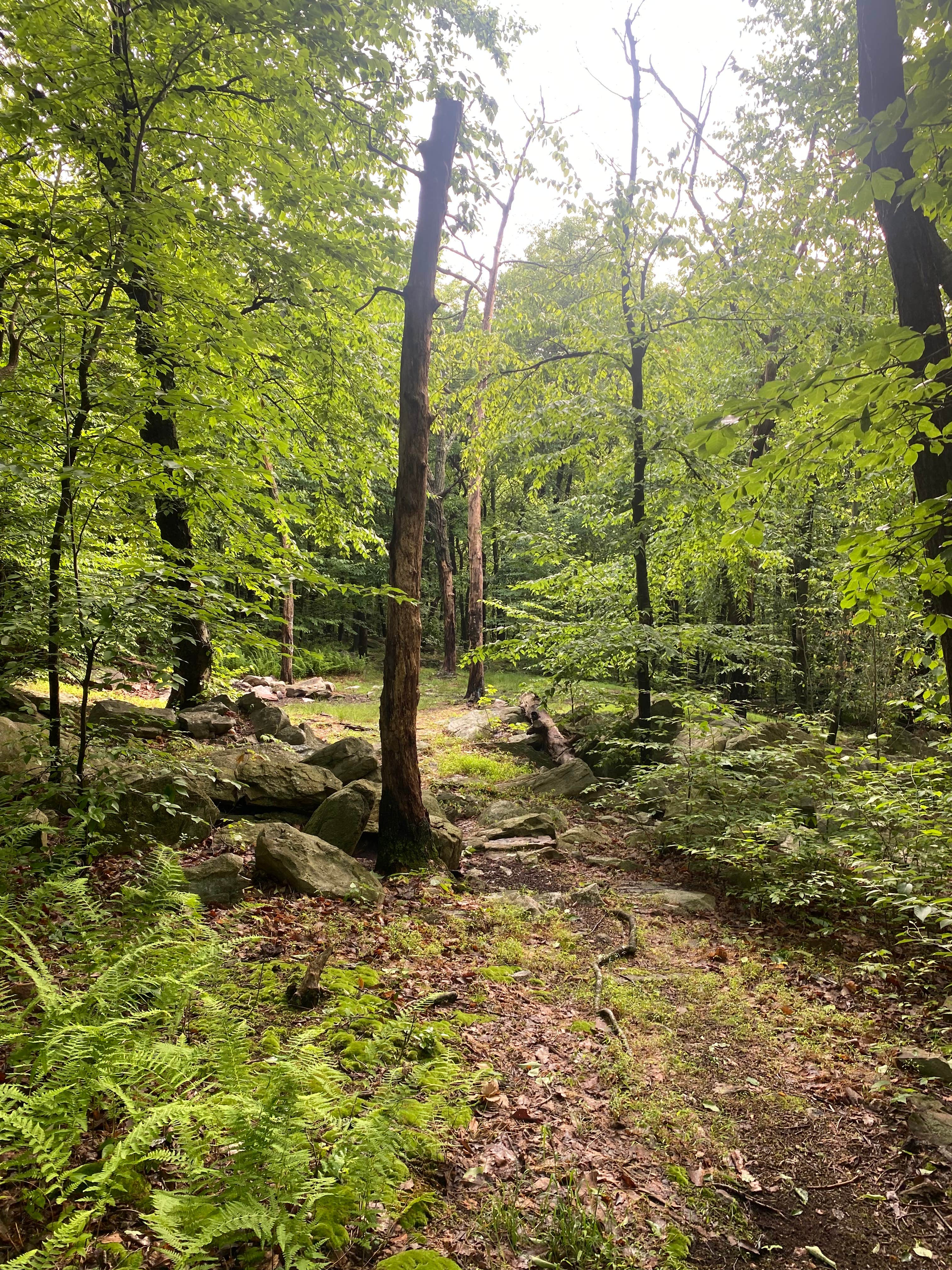 Camper-submitted photo at Lehigh Gap Woodpecker Trailhead Primitive Campground near Fogelsville, PA