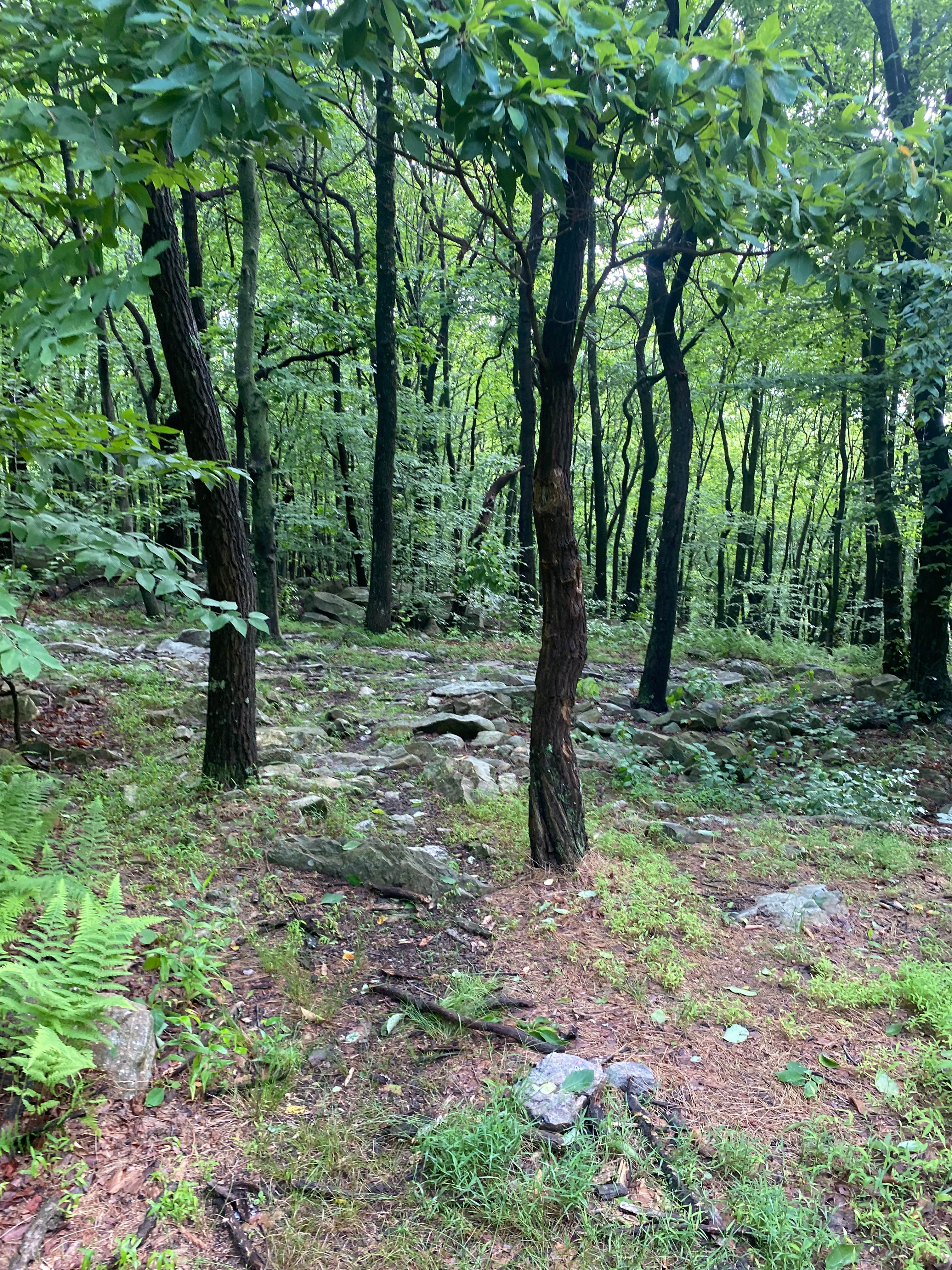 Camper submitted image from Lehigh Gap Woodpecker Trailhead Primitive Campground - 1